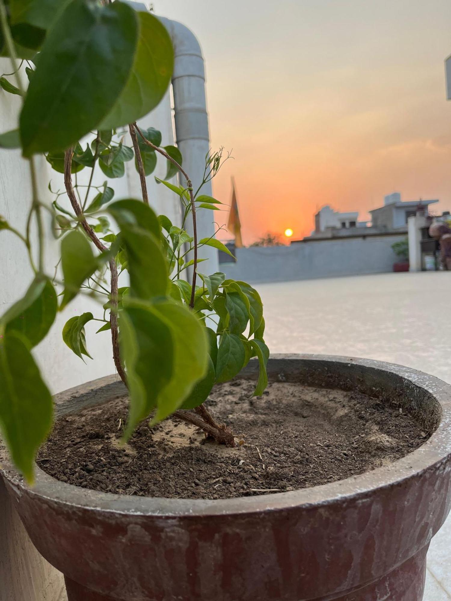 Ciudad Rosa Hotel Dzsaipur Kültér fotó